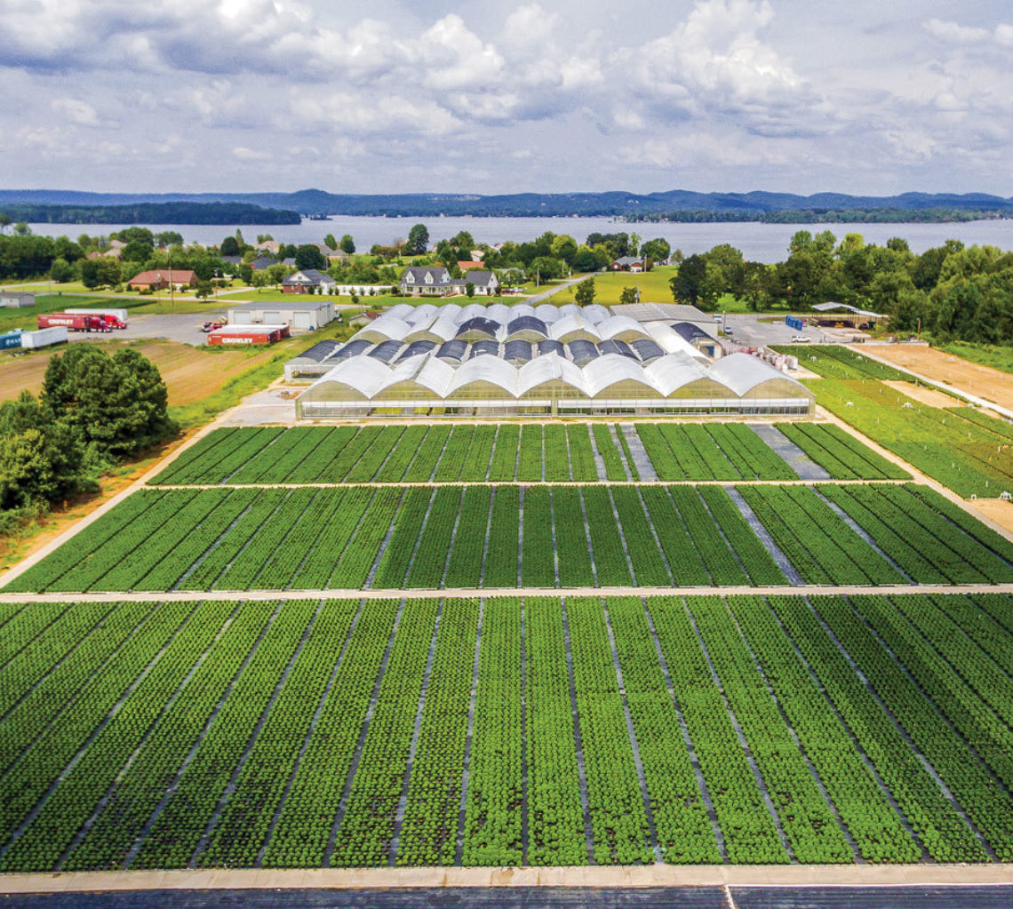 field of grass